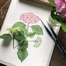 tavole botaniche . Een project van Traditionele illustratie van Nadia Leo - 01.09.2021