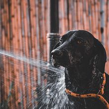 @reveladogs fotografía Animal. Photograph, Portrait Photograph, Instagram Photograph, Documentar, Photograph, Lifest, and le Photograph project by noest18 - 08.24.2021