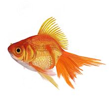 Gold Fish using Digital Acrylic using Procreate . Traditional illustration project by Roopesh MP - 07.03.2021
