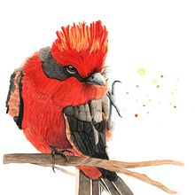 Pyrocephalus rubinus . Ilustrasi tradisional, Lukisan, Dan Lukisan Cat Air proyek oleh Ernesto Alvarado Garcia - 09.03.2021
