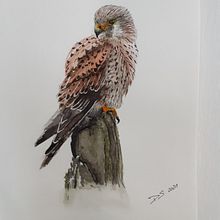 Il mio progetto del corso: Acquerello artistico per illustrazione di animali: gli uccelli. Traditional illustration, Watercolor Painting, Realistic Drawing, and Naturalistic Illustration project by dagmar_schaegg - 09.03.2021