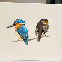 My project in Artistic Watercolor Techniques for Illustrating Birds course . % Pamela Schwartz tarafından hazırlanan Geleneksel illüstras, on, Sulubo, a Resim, Gerçekçi Çizim, Doğalcı İllüstras, Ve on projesi - 09.02.2021