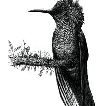 Mi Proyecto del curso: Ilustración naturalista con scratchboard. Traditional illustration, Drawing, and Naturalistic Illustration project by Mario Barrera Guerrero - 09.05.2021