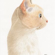 Mi Proyecto del curso: Ilustración científica de animales en acuarela. Projekt z dziedziny Trad, c, jna ilustracja, Malowanie akwarelą, R, sunek realist, czn, Ilustracja naturalist i czna użytkownika Sandra Amelines - 05.09.2021