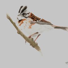 Mi Proyecto del curso: Acuarela artística para ilustración de aves . Een project van Traditionele illustratie, Aquarelschilderen, Realistische tekening y Naturalistische illustratie van Ernesto Alvarado Garcia - 27.08.2021