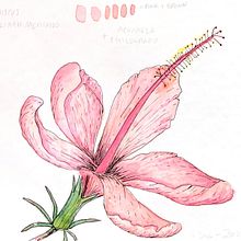 Mi Proyecto del curso: Cuaderno botánico en acuarela. Traditional illustration, Watercolor Painting, Botanical Illustration, and Sketchbook project by Noemí Jiménez - 09.05.2021