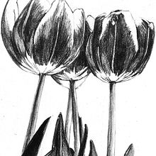 Flowers with a memory of color . Ilustrasi tradisional, Seni Rupa, Ilustrasi Naturalistik, Gambar Pensil, Menggambar, Dan Gambar Realistis proyek oleh Silvia Roukens - 09.08.2021