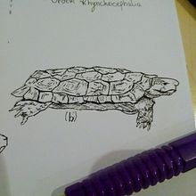 Desenhos científicos. Traditional illustration project by Giovana Rodrigues dos Santos - 07.22.2021