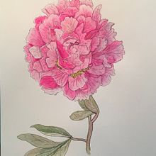 My project in Botanical Sketchbooking: A Meditative Approach course. Traditional illustration, Sketching, Drawing, Watercolor Painting, Botanical Illustration, and Sketchbook project by janicemmead - 09.09.2021