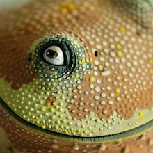 The Butted Toads collection. Escultura projeto de Nastia Calaca - 09.09.2021