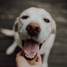 My project in Lifestyle Dog Photography course Ein Projekt aus dem Bereich Fotografie, Porträtfotografie, Fotografie für Instagram, Dokumentarfotografie, Lifest und le-Fotografie von Anna Bielova - 08.09.2021