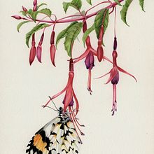 Fuchsia magellanica. Traditional illustration, Botanical Illustration, Naturalistic Illustration, Watercolor Painting, and Pencil Drawing project by Antonia Reyes Montealegre - 09.11.2021