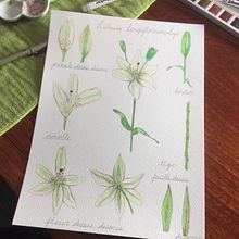 Mon projet du cours : Illustration botanique à l’aquarelle.   Les lys. Traditional illustration, Fine Arts, Painting, Drawing, Watercolor Painting, and Botanical Illustration project by Sylvie de Tilly - 09.11.2021