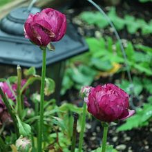 Fine Line Painting: My project in Modern Watercolor Techniques course. Watercolor Painting, Traditional illustration, Fine Arts, and Painting project by Jo Fletcher - 09.10.2021