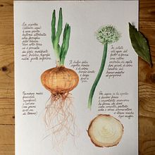 Allium Cepa (Cipolla). Botanical Illustration, and Watercolor Painting project by Katia Fornaroli - 09.13.2021