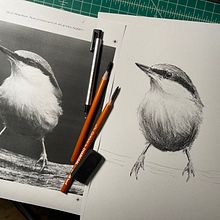My project in Artistic Watercolor Techniques for Illustrating Birds course. Traditional illustration, Watercolor Painting, Realistic Drawing, and Naturalistic Illustration project by David Jenne - 09.13.2021