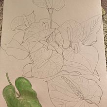 Mi Proyecto del curso: Acuarela botánica: ilustra la anatomía de las flores Ein Projekt aus dem Bereich Traditionelle Illustration, Bildende Künste, Malerei, Zeichnung, Aquarellmalerei und Botanische Illustration von CRISTINA BENAVENTE - 14.09.2021