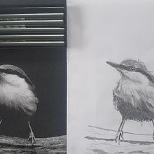 My project in Artistic Watercolor Techniques for Illustrating Birds course. Traditional illustration, Watercolor Painting, Realistic Drawing, and Naturalistic Illustration project by Michelle MacFadyen - 09.15.2021