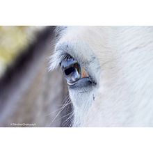 Equine Eyes. Un progetto di Fotografia di Belén Sánchez Chomyszyn - 13.09.2021