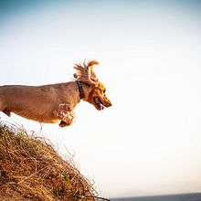 Mon projet du cours : Photographie lifestyle de chiens. Photograph, Portrait Photograph, Instagram Photograph, Documentar, Photograph, Lifest, and le Photograph project by Amandine Cavadore - 09.15.2021