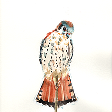 American Kestrel. Watercolor Painting, and Traditional illustration project by Chelsea Avery - 09.17.2021