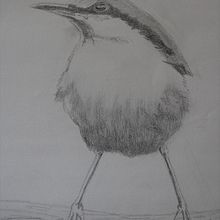 My project in Artistic Watercolor Techniques for Illustrating Birds course. Traditional illustration, Watercolor Painting, Realistic Drawing, and Naturalistic Illustration project by cindykuden - 09.10.2021