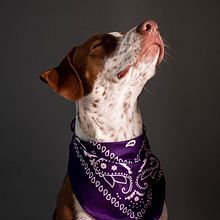 Mi Proyecto del curso: Introducción a la fotografía de perros. Photograph, Portrait Photograph, Studio Photograph, Documentar, Photograph, Lifest, le Photograph & Interior Photograph project by MARIA PAZ MIÑO - 09.19.2021