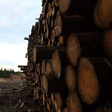Mein Kursprojekt: Der Wald im Wandel - zum Wald der Klimakrise?. Un progetto di Fotografia, Design editoriale e Narrativa di Kyrosch Alidusti - 19.09.2021