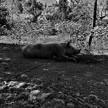 Animals Black and White . % CARLOS DAVID BRICEÑO AGUILAR tarafından hazırlanan Fotoğrafçılık, Fotoğrafik Kompozis, Ve on projesi - 07.01.2021