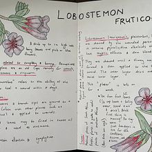 South African Medicinal & Culinary plants . Ilustrasi tradisional proyek oleh Dorothy Grindlay - 09.20.2021