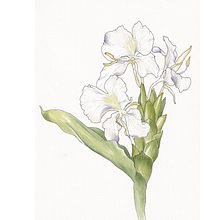 My project in Botanical Sketchbooking: A Meditative Approach course . % Stella Marie Cabilao tarafından hazırlanan Geleneksel illüstras, on, Eskiz çizimi, Çizim, Sulubo, a Resim, Botanik İllüstras, on, Ve Eskiz defteri projesi - 09.21.2021