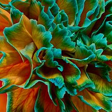 Colaboración con Paloma Rincon. Photograph project by Savia Bruta Flower School - 09.22.2021