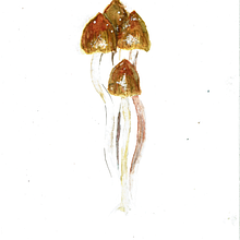 Psilocybe semilanceata - "Liberty cap". Traditional illustration, Watercolor Painting, Botanical Illustration, and Naturalistic Illustration project by Rune Davino-Collins - 09.18.2021