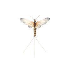 La mosca de Mayo. Traditional illustration project by Cecilia Lema - 09.22.2021