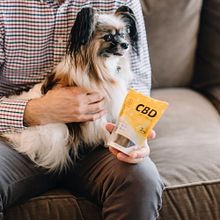 Beneficios CBD para mascotas. Digital Marketing project by Hannapy Social - 09.23.2021