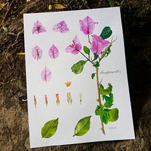 Três Marias - Bougainvillea. Ilustração tradicional, Artes plásticas, Pintura, Desenho, Pintura em aquarela e Ilustração botânica projeto de Manoela Pietta Lorenzi - 25.09.2021