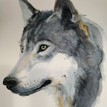 My project in Expressive Animal Portraits in Watercolor course. Projekt z dziedziny Trad, c, jna ilustracja, Malowanie akwarelą, R, sunek realist, czn, Ilustracja naturalist i czna użytkownika ankabungert - 26.09.2021