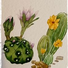 Cactus. Ilustração botânica projeto de Carmen Flores - 20.09.2021