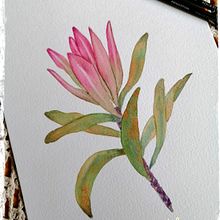 Leucadendron. Un progetto di Illustrazione botanica di Carmen Flores - 19.09.2021