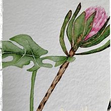 Protea. Un progetto di Illustrazione botanica di Carmen Flores - 24.09.2021