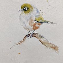 My project in Artistic Watercolor Techniques for Illustrating Birds course. Projekt z dziedziny Trad, c, jna ilustracja, Malowanie akwarelą, R, sunek realist, czn, Ilustracja naturalist i czna użytkownika kea_folpp - 17.09.2021