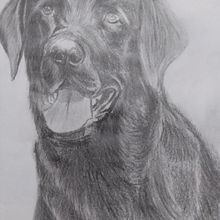DESENHO HIPERREALISTA DE CACHORRO. Pencil Drawing project by Antonio Augusto - 09.27.2021