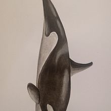 Ballenas. Traditional illustration project by Paula FERREYRA - 09.28.2021