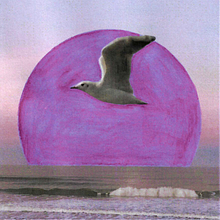 Seagull Loop - Animation with Experimental Techniques Ein Projekt aus dem Bereich Animation, 2-D-Animation, Multimedia und Motion Graphics von dgraham.media - 26.09.2021