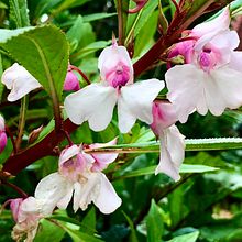 Beginning Watercolour: Botanical Work in Progress. Un proyecto de Ilustración tradicional de Willow Rector - 28.09.2021