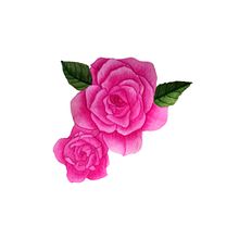 Mi Proyecto del curso: Acuarela botánica: ilustra la anatomía de las flores : Rosas. Traditional illustration, Painting, Drawing, Watercolor Painting, and Botanical Illustration project by Rocio martinez - 09.28.2021