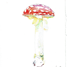 Amanita muscaria - "fly agaric". Traditional illustration, Fine Arts, Watercolor Painting, Realistic Drawing, Artistic Drawing, Botanical Illustration, and Naturalistic Illustration project by Rune Davino-Collins - 09.27.2021