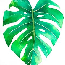 Mi Proyecto del curso: Ilustración botánica con acuarela. Traditional illustration, Fine Arts, Painting, Drawing, Watercolor Painting, and Botanical Illustration project by ckzamora - 10.01.2021