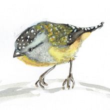 Spotted Pardalote. Traditional illustration project by mcpaan - 10.02.2021