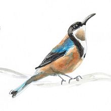 Eastern Spinebill . Traditional illustration project by mcpaan - 10.02.2021